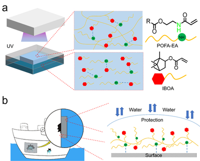 我校邱仁輝教授、劉文地教授團(tuán)隊(duì)在生物基水下膠黏劑研發(fā)取得進(jìn)展
